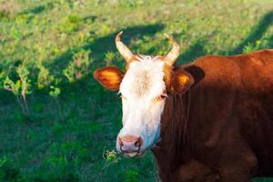 retrato de un masticación pasto vaca con un expresivo Mira foto