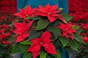 bouquet of red poinsettia flowers, otherwise called the christmas star or bartholomew star, in women's hands against the background of other such plants photo