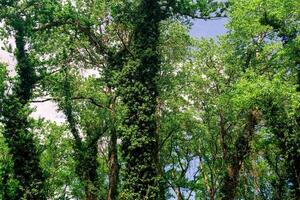 coronas y bañador de alto arboles en un denso de hoja ancha bosque foto