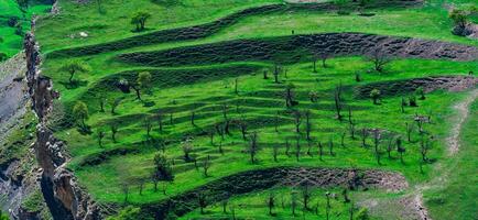 mountain landscape with green terraced hay fields on the slopes photo