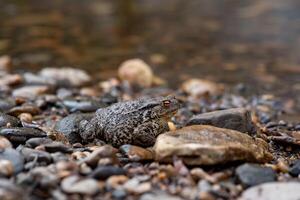 common gray toad on the shore close-up photo