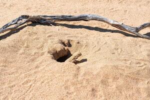 toadhead agama lizard in its burrow in the sand of the desert photo