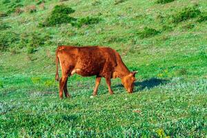 red cow grazing in a mountain meadow photo