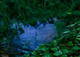 blurred landscape of a shady forest lake or swamp, focus on ivy leaves in the foreground photo