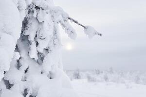 coniferous tree covered with snow after a blizzard against the background of a foggy frosty landscape photo