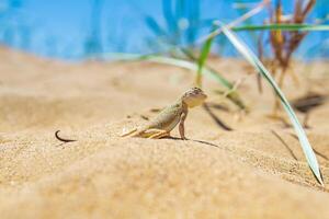 lizard toad-headed agama among the dry grass in the dunes photo