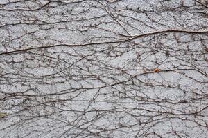 background - concrete wall entwined with dry winter stems of vines photo