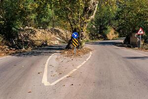 tree in the middle of the road was preserved when the highway was built photo