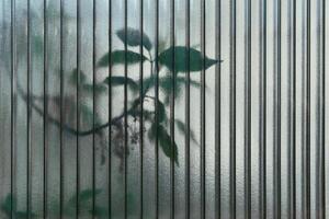 abstract background - leaves of living trees shine through a translucent polycarbonate sheet photo