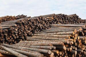 huge stacks of logs against a cloudy sky photo