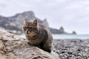 gris gato se sienta en un Roca en contra el antecedentes de un borroso mar apuntalar foto