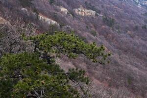 verde rama de un montaña pino con conos en contra el antecedentes de un distante borroso montaña Pendiente descuidado con un sin hojas bosque foto