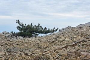 pequeño torcido pino árbol en el rocas a el borde de el abismo foto