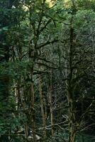 withered boxwood forest due to box tree moth infestation in Caucasus, Russia photo