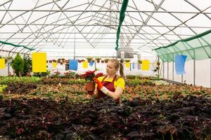 woman gardener in a greenhouse with houseplants photo