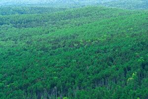 aerial view of wild woodland on a cloudy day photo