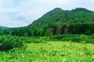 bosque paisaje de kunashir isla, montaña bosque con curvo arboles y bambú matorrales foto