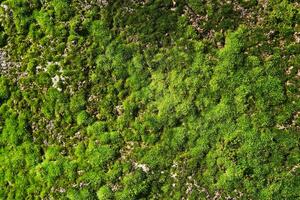 background, texture - bright green moss on a concrete wall photo