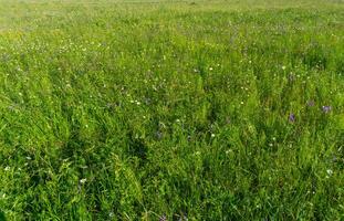 background - grass and flowers on a summer meadow photo