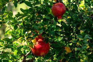 ripe pomegranates on a branch among the foliage close-up photo