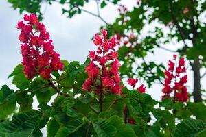 bright red inflorescences of red horse-chestnut on tree branches close-up photo