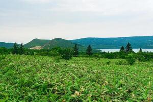 natural landscape of Kunashir island, view of the Golovnin volcano caldera with hot lake thickets of sasa bamboo and dwarf pines photo