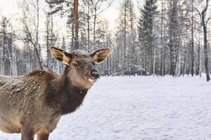 deer female in winter forest glade under snowfall close up photo