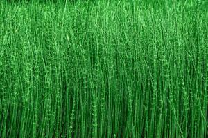 verde natural antecedentes - matorrales de colas de caballo foto