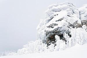 congelado acantilado y arboles con cubierto de escarcha ramas en un montaña pasar después tormenta de nieve foto