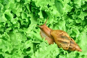 large snail among green leaves of lettuce photo