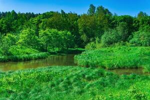 small forest river between banks with fen-meadows photo