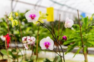 orchid flowers close-up on a blurred background photo