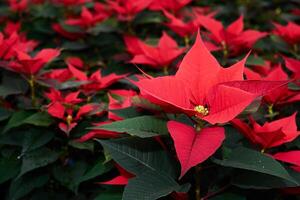 red flowers of poinsettia, also known as the christmas star or bartholomew star, close-up photo