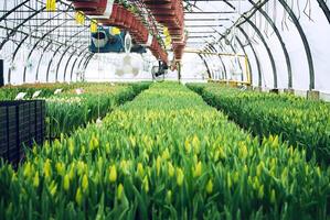 interior of an industrial greenhouse in which tulips are grown photo