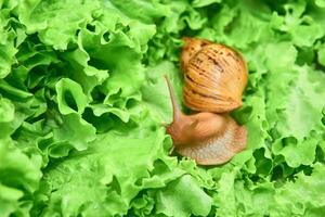 grande caracol entre verde hojas de lechuga foto