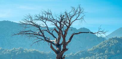 seco árbol en un antecedentes de distante enselvado montañas y azul cielo foto