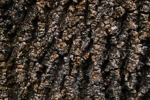 background, texture - bumpy bark of an old tree photo