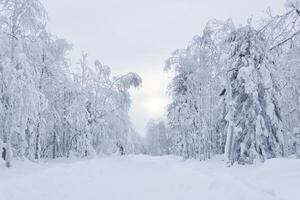 winter snowy road among frozen trees in a frosty landscape photo