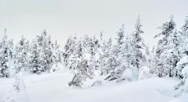 winter mountain landscape - snowy crooked forest photo