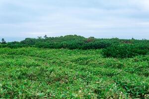 thickets of sasa bamboo and dwarf pines on Kunashir island, natural seaside landscape photo