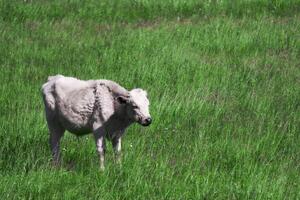 white calf among the grass in the meadow photo