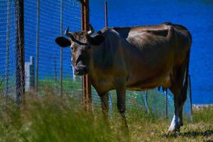 cow stands sadly near the fence of the pasture photo