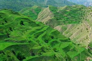 aterrazado tierras de cultivo en el montaña pendientes en daguestán foto