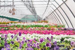 interior de un invernadero para creciente flores y ornamental plantas foto