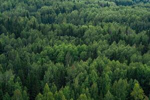 background, landscape - tops of trees in the forest from a bird's eye view photo