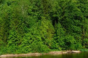 deciduous forest on the lake shore photo