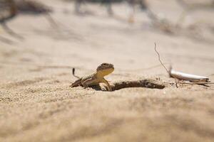 portrait of desert lizard secret toadhead agama near its burrow photo