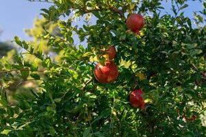 ripe pomegranates on a branch among the foliage close-up photo