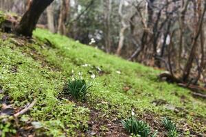 first snowdrops on a hillside among the grass on a blurred background photo
