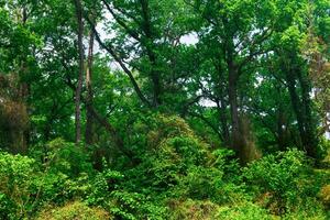 arboles entrelazado con lianas y enredaderas en un subtropical de hoja ancha bosque foto